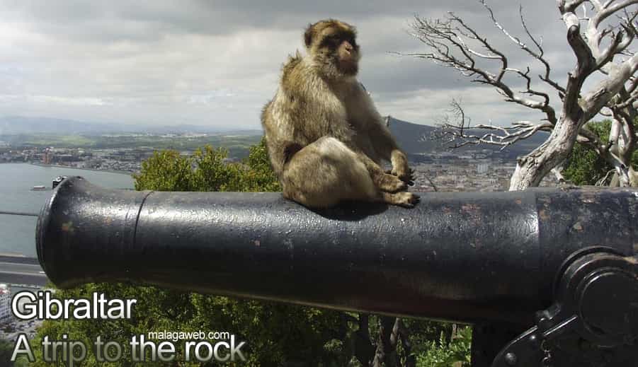 A trip to Gibraltar and monkey sitting