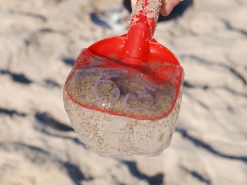 removal of jellyfish