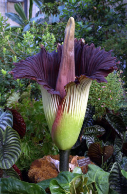 giant-corpse-flower